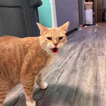 Francis -  Domestic Short Hair Cat for Adoption in Lake Jackson, Texas - Francis | PetCurious