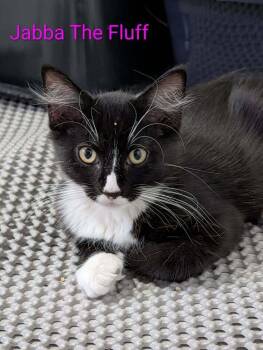 Jabba the Fluff - Fostered in Omaha -  American Shorthair Cat for Adoption in Overland Park, Kansas - Jabba The Fluff - Fostered In Omaha | PetCurious
