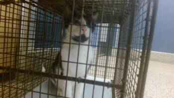 Domestic Short Hair Cats Available for Adoption - LOLITA | PetCurious