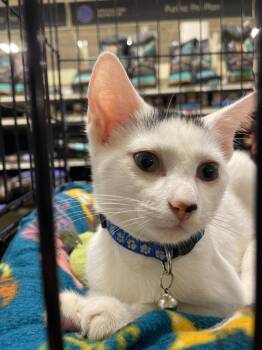Daisy *IN FOSTER* -  Domestic Medium Hair Cat for Adoption in South Bend, Indiana - Daisy *IN FOSTER* | PetCurious
