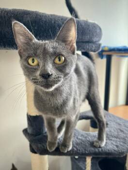 Domestic Short Hair Cats Available for Adoption in Kalamazoo, Michigan - Meredith Gray | PetCurious