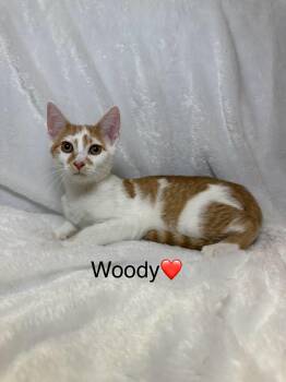 Rescue Tabby Cats for Adoption in Cleveland, Ohio - Woody | PetCurious