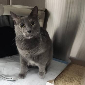 Gracie -  Domestic Short Hair Cat for Adoption in Clearwater, Florida - Gracie | PetCurious
