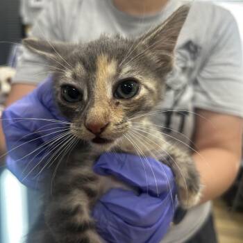 Mist -  Domestic Short Hair Cat for Adoption in Newark, New Jersey - Mist | PetCurious