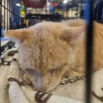 Marshall -  Domestic Short Hair Cat for Adoption in Grantsville, Utah - Marshall | PetCurious