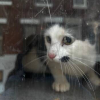 Domestic Short Hair Cats Available for Adoption - Zion 43 | PetCurious