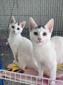 Macy -  Domestic Short Hair Cat for Adoption in Mcpherson, Kansas - Macy | PetCurious