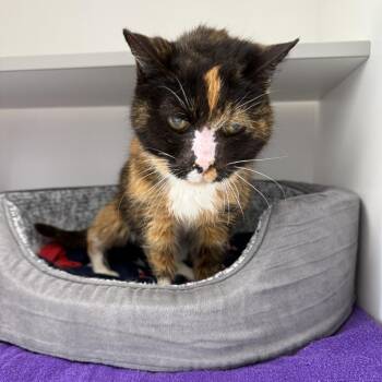 Domestic Short Hair Cats Available for Adoption - Smooches | PetCurious