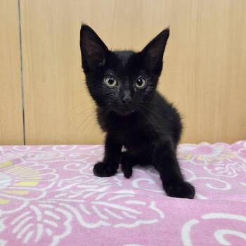 Panthro -  Domestic Short Hair Cat for Adoption in Brentwood, Missouri - Panthro | PetCurious