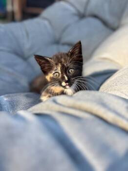 Saturn -  Domestic Short Hair Cat for Adoption in Cincinnati, Ohio - Saturn | PetCurious