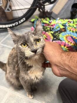 Sage -  Domestic Medium Hair and Dilute Tortoiseshell Cat for Adoption in Walnut Creek, California - Sage | PetCurious