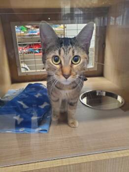 Rescue Domestic Short Hair Cats for Adoption in Bossier City, Louisiana - Hazel | PetCurious