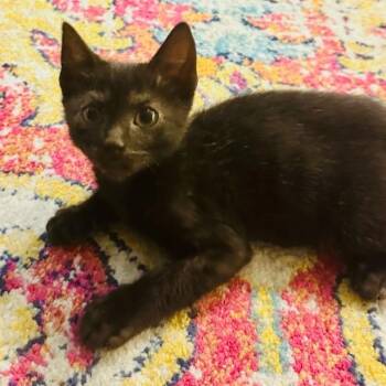 Edgar -  Domestic Short Hair Cat for Adoption in Bentonville, Arkansas - Edgar | PetCurious