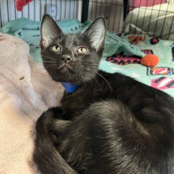 Boston Creme -  Domestic Short Hair Cat for Adoption in Lakeland, Florida - Boston Creme | PetCurious