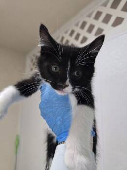 Scarescow -  Domestic Short Hair Cat for Adoption in Sherwood, Oregon - Scarescow | PetCurious