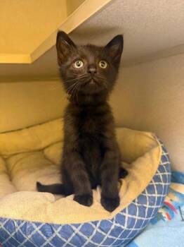 Domestic Short Hair Cats Available for Adoption - Sprout | PetCurious