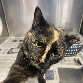 Domestic Short Hair Cats Available for Adoption - Fergalicious | PetCurious