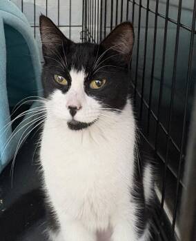 Domestic Short Hair Cats Available for Adoption - Sydney | PetCurious