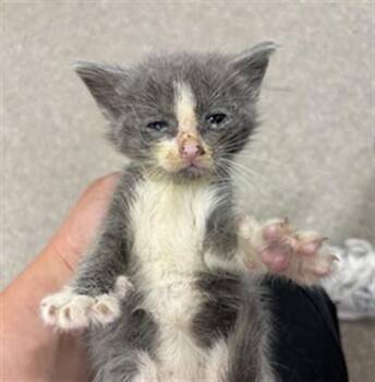 GROGU -  Domestic Short Hair Cat for Adoption in Louisville, Kentucky - GROGU | PetCurious