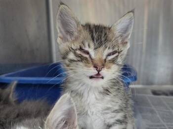 A1048462 -  Domestic Short Hair Cat for Adoption in Martinez, California - A1048462 | PetCurious
