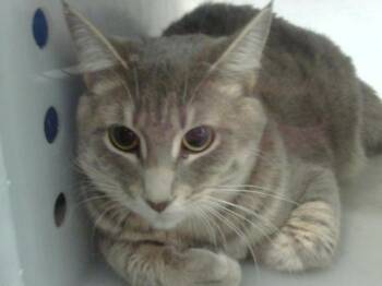 SARAI -  Domestic Short Hair Cat for Adoption in Dallas, Texas - SARAI | PetCurious