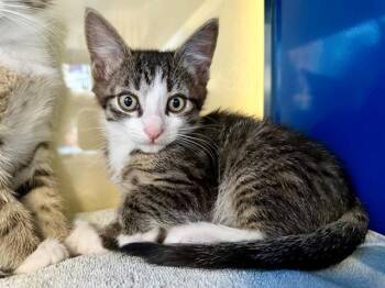 FERGUS -  Domestic Short Hair Cat for Adoption in Santa Rosa, California - FERGUS | PetCurious