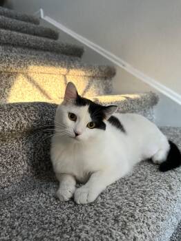 Domestic Short Hair Cats Available for Adoption in Denver, Colorado - Quinlan | PetCurious