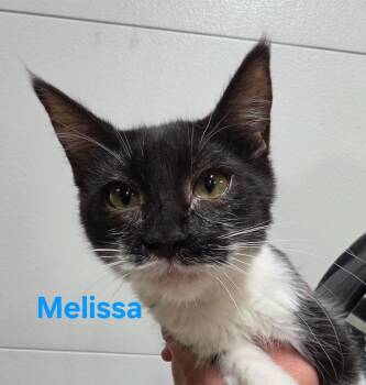 Melissa -  Domestic Short Hair Cat for Adoption in Cloquet, Minnesota - Melissa | PetCurious