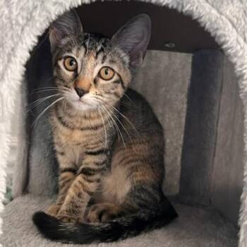 Rescue Domestic Short Hair Cats for Adoption in Los Angeles, California - Charli | PetCurious