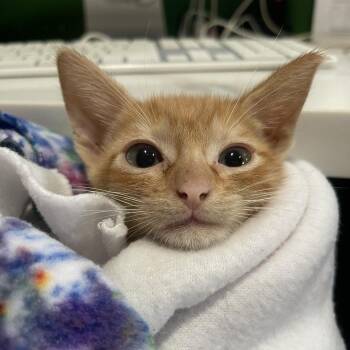 Domestic Short Hair Cats Available for Adoption in Kyle, Texas - SUNNY D | PetCurious