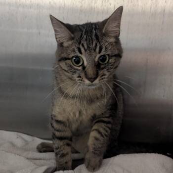 Pogo -  Domestic Short Hair Cat for Adoption in Springfield, Illinois - Pogo | PetCurious
