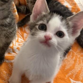 Cheerios -  Domestic Short Hair Cat for Adoption in Long Beach, California - Cheerios | PetCurious