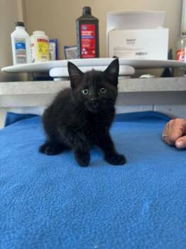 Jiffy -  Domestic Short Hair Cat for Adoption in Marion, Ohio - Jiffy | PetCurious