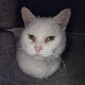 Domestic Short Hair Cats Available for Adoption in Tawas City, Michigan - Wendy | PetCurious