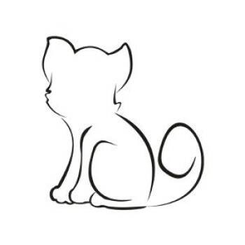 Bones -  Domestic Medium Hair Cat for Adoption in Belfair, Washington - Bones | PetCurious
