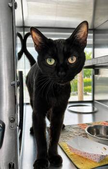 Ford -  Domestic Short Hair Cat for Adoption in Moundsville, West Virginia - Ford | PetCurious