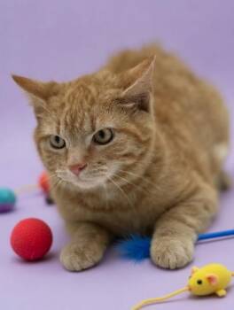 Domestic Short Hair Cats Available for Adoption - Biscuit | PetCurious