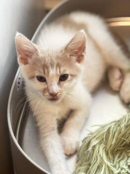 Ruckus -  Domestic Short Hair Cat for Adoption in Seal Beach, California - Ruckus | PetCurious