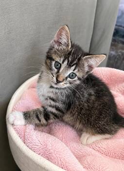 Betsy Ross -  Domestic Short Hair and Tabby Cat for Adoption in Greensboro, North Carolina - Betsy Ross | PetCurious