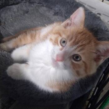 Simba -  Domestic Medium Hair Cat Available for Adoption in Apollo, Pennsylvania - Simba | PetCurious