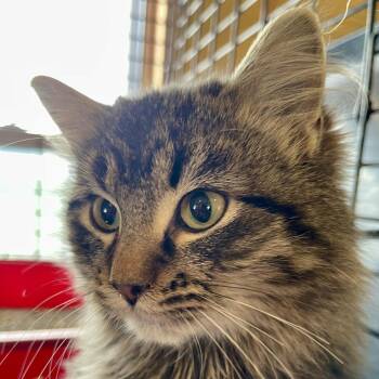 Merlin -  Domestic Medium Hair Cat for Adoption in Park Falls, Wisconsin - Merlin | PetCurious