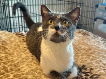 Domestic Short Hair Cats Available for Adoption in Orlando, Florida - MISS LADY | PetCurious