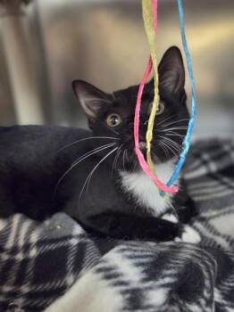 Cauldron Cake -  Domestic Short Hair Cat for Adoption in Westland, Michigan - Cauldron Cake | PetCurious