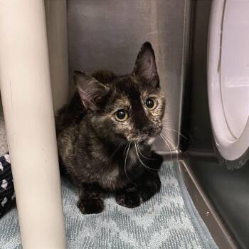 Command Strip -  Domestic Medium Hair Cat for Adoption in Cheyenne, Wyoming - Command Strip | PetCurious