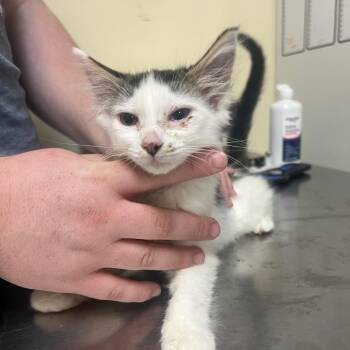 Ocean -  Domestic Medium Hair Cat for Adoption in Monroe, Louisiana - Ocean | PetCurious