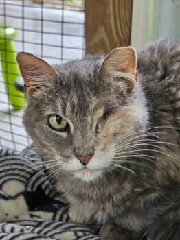 Caramel -  Domestic Short Hair Cat for Adoption in Westbrook, Connecticut - Caramel | PetCurious