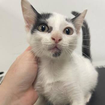 Arnold -  American Shorthair Cat for Adoption in Dickinson, Texas - Arnold | PetCurious