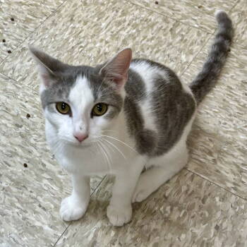 Rescue Domestic Short Hair Cats for Adoption in Cincinnati, Ohio - Barrel - Nightmare Before Christmas | PetCurious