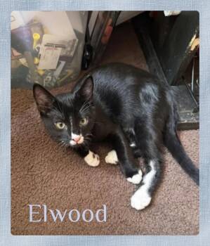 ELWOOD -  Tabby Cat for Adoption in Lawton, Oklahoma - ELWOOD | PetCurious