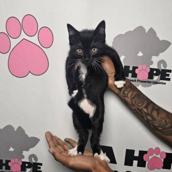 Rescue American Shorthair Cats for Adoption in Milton, Florida - Crumpet | PetCurious